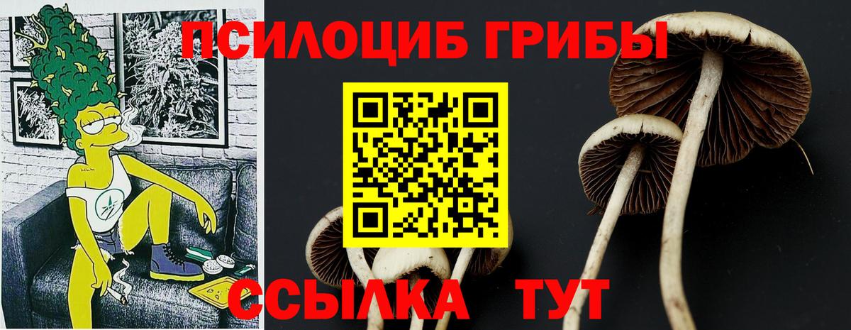 Псилоцибиновые грибы Psilocybe Ейск