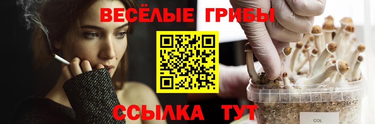 Псилоцибиновые грибы Cubensis  Вход с VPN  Ейск 